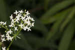 False baby's breath